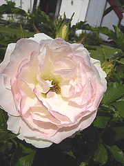 Rugosa-Polareis--fading-blush.gif