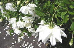 ‘Pristine Pavment’ has pure white semi-double blooms in clusters, with yellow centers. It repeat blooms well. Very fragrant. Nice fall display of hips