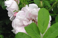 ‘Snow Pavement’ has very long pink buds that open into long petals of blush white with hints of mauve pink. Blooms are clustered and are wonderfully fragrant. Foliage is bright and healthy.