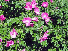 Rugosa-Rubra-shrub.gif