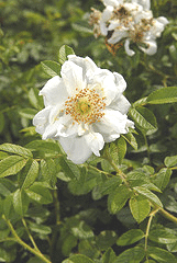 Rugosa-Rose--Schneezwerg-.gif
