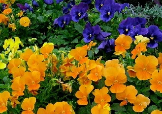 Pansies-by-Jeff-Stvan.jpg