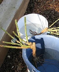 Bare-root-rose-by-Beedle-Um-Bum.jpg