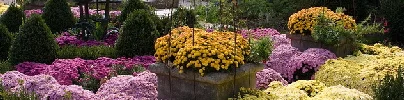 Fall-mum-blooms-by-sarae.jpg