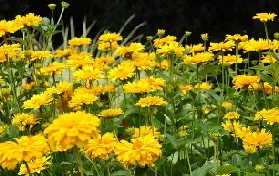 Heliopsis-by-couneika.jpg