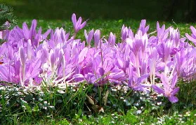 Autumn-Crocus-by-garden-beth.jpg