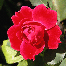 Alexander-MacKenzie-Canadian-Explorer-rose.gif