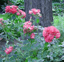Captain-Samuel-Holland-Canadian-Explorer-Rose.gif