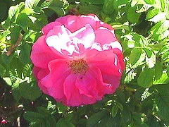 Canadian Explorer Roses - Midwest Gardening