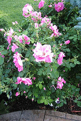 Frontenac-Canadian-Explorer-rose.gif