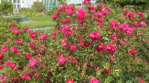 Henry-Kelsey-Parkland-Rose.gif