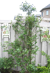 Henry-Kelsey-climbing-rose-before-blooming.gif