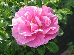 Rugosa-Jens-Munk.gif