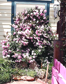 John-Davis-Climbing-Rose.gif
