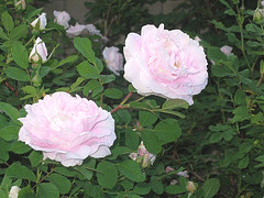 Martin-Frobisher-Canadian-Explorer-Rose.gif