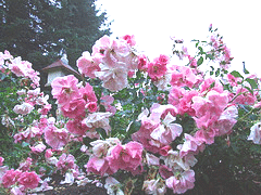 Royal-Edward-Canadian-Explorer-rose.gif