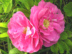 Simon-Fraser-Canadian-Explorer-rose.gif