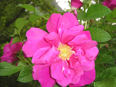 Midwest Gardening — Rose Index
