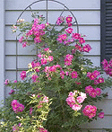 William-Baffin-Rose.gif