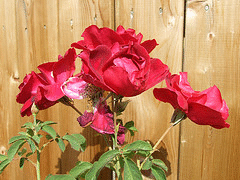 Cuthbert-Grant-Canadian-Parkland-rose.gif