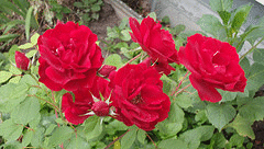 Hope-for-Humanity-Canadian-Parkland-rose.gif