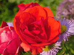 Morden-Fireglow-Canadian-Parkland-rose.gif