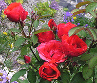 Morden-Fireglow-Rose.gif