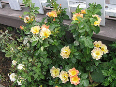 Morden-Sunrise-Canadian-Parkland-shrub.gif