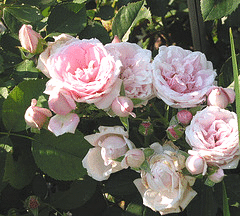 Prairie-Joy-Canadian-Parkland-rose.gif