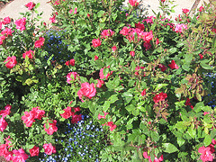 Knockout-Radrazz-shrub.gif