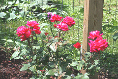 Knockout-Radtko-shrub.gif