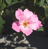 Knock-Out-Radyod-Blushing-Knock-Out-bloom.gif