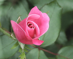 Knock-Out-Radcon-Pink-Knock-Out-bud.gif