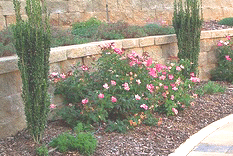 Knock-Out-Radkopink-Pink-Double-Knock-Out-shrub.gif