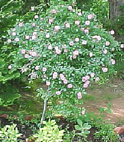 Fairy-Tree-Rose.gif