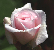 Cecile-Brunner-Polyantha.gif