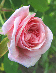 Cecile-Brunner-climbing-bloom.gif