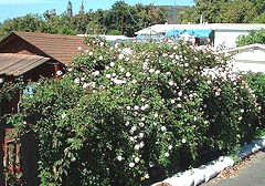 Cecile-Brunner-climbing-Polyantha.gif