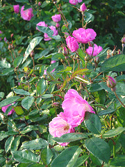 La-Marne-Polyantha-rose.gif