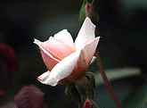 Perle-d-Or-Polyantha-bud.gif
