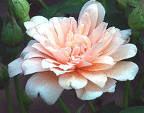 Perle-d-Or-Polyantha-bloom.gif
