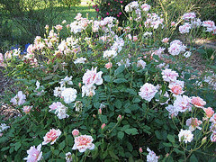 Perle-d-Or-Polyantha-shrub.gif