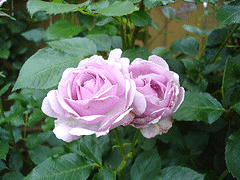Simplicity-Lavender-blooms.gif