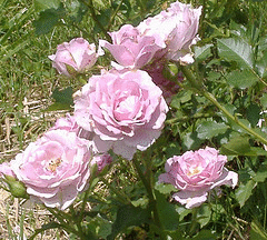 Simplicity-Lavendar-shrub.gif