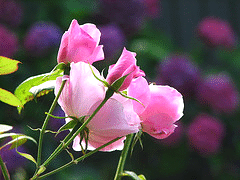 Simplicity-Pink-blooms.gif