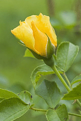 Simplicity-Yellow-bloom.gif