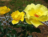 Simplicity-Yellow.gif