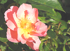 Easy Elegance Roses - Midwest Gardening