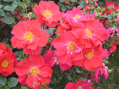 Golden-Eye-Easy-Elegance-Rose.gif