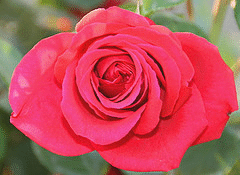 Kashmir-Easy-Elegance-rose.gif
